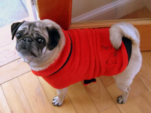 Pug Snuggly's Spa Collection