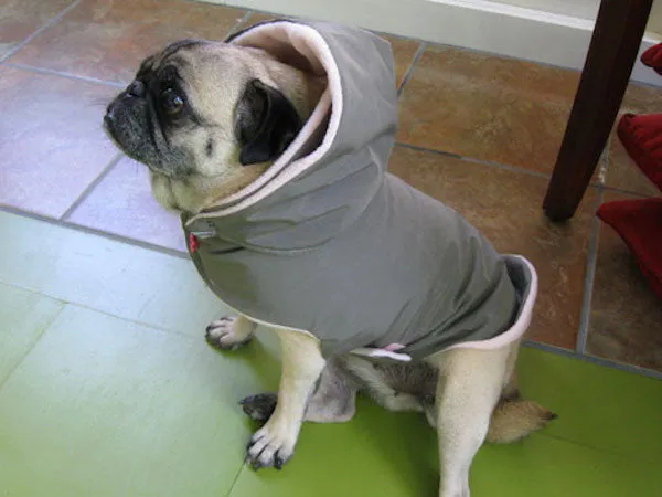 Rain Gear for Pugs: Seattle Gray Day Buster